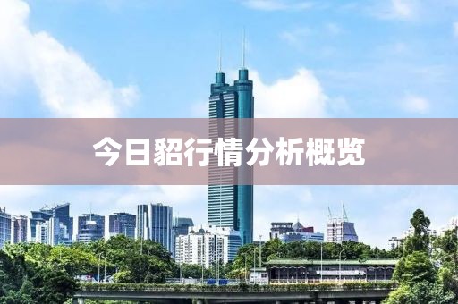 今日貂行情分析概览