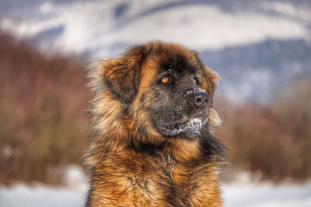 犬比赛，展现犬类魅力的竞技盛宴