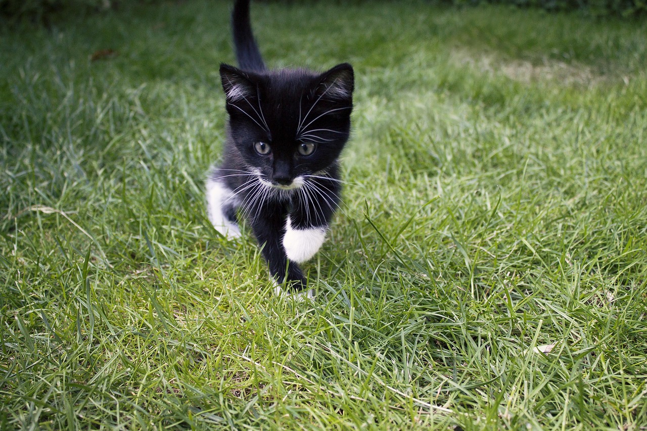 最新热门大猫推荐，遇见令人心动的萌宠之星