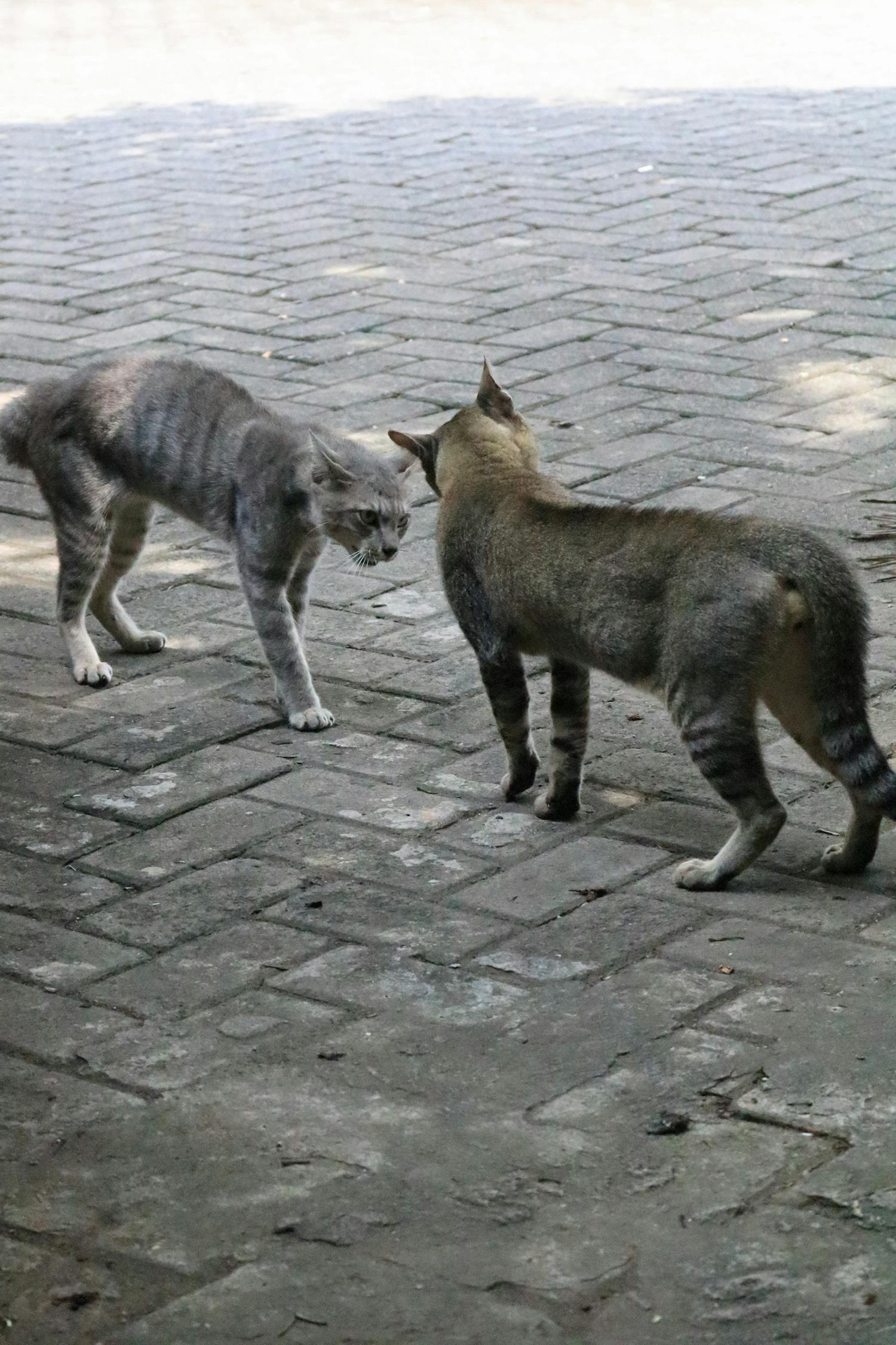 猫咪大作战最新版破解及攻略揭秘