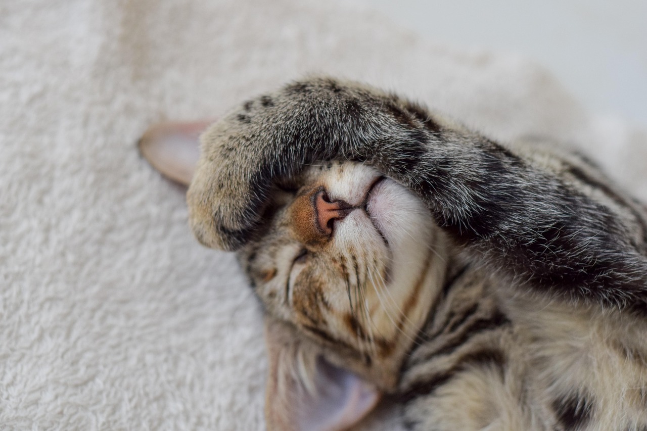 猫的价格背后的情感价值，人与宠物关系的深度探讨
