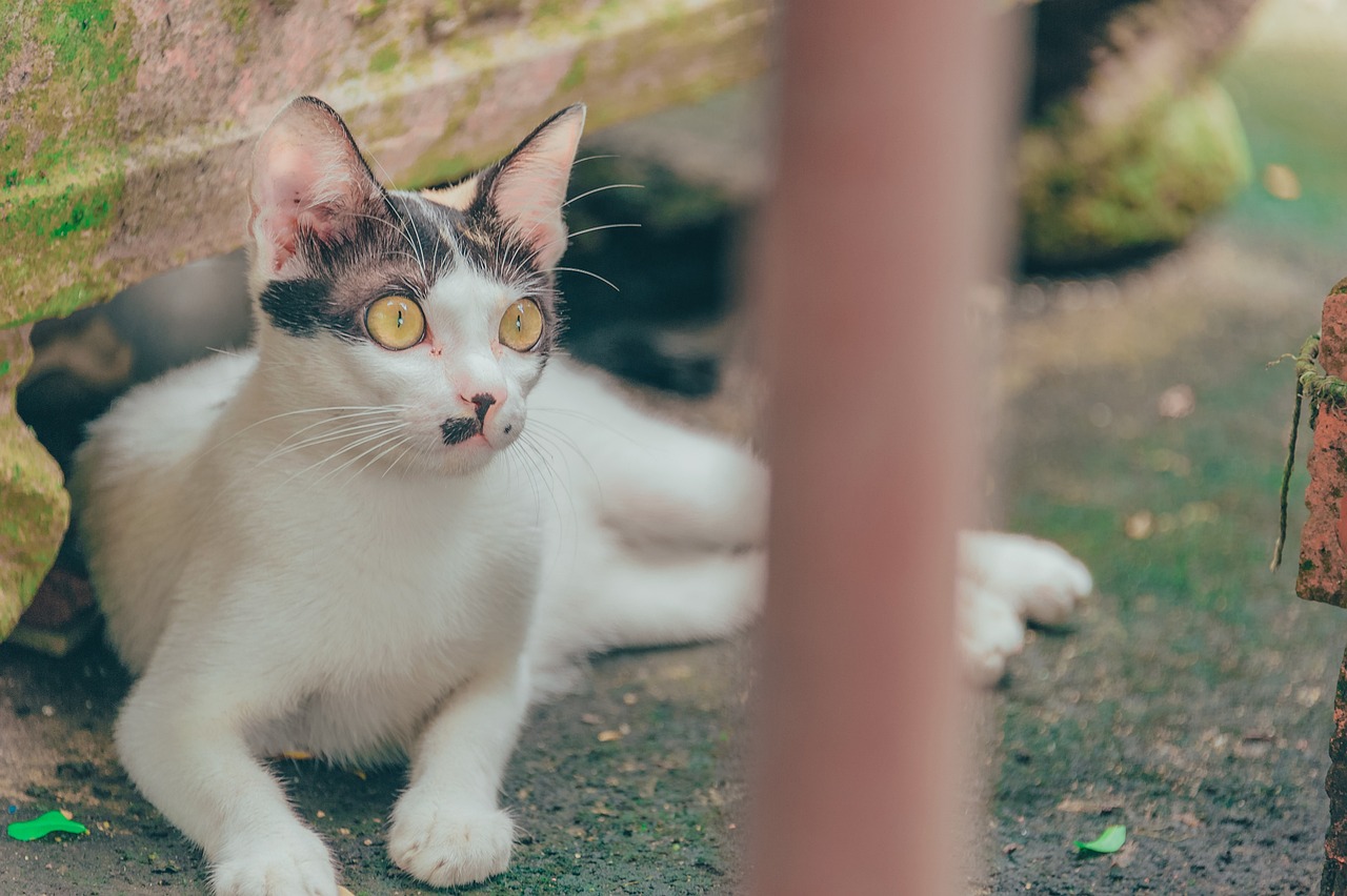 最新稀有猫款探索，揭开神秘、独特的猫咪世界之谜