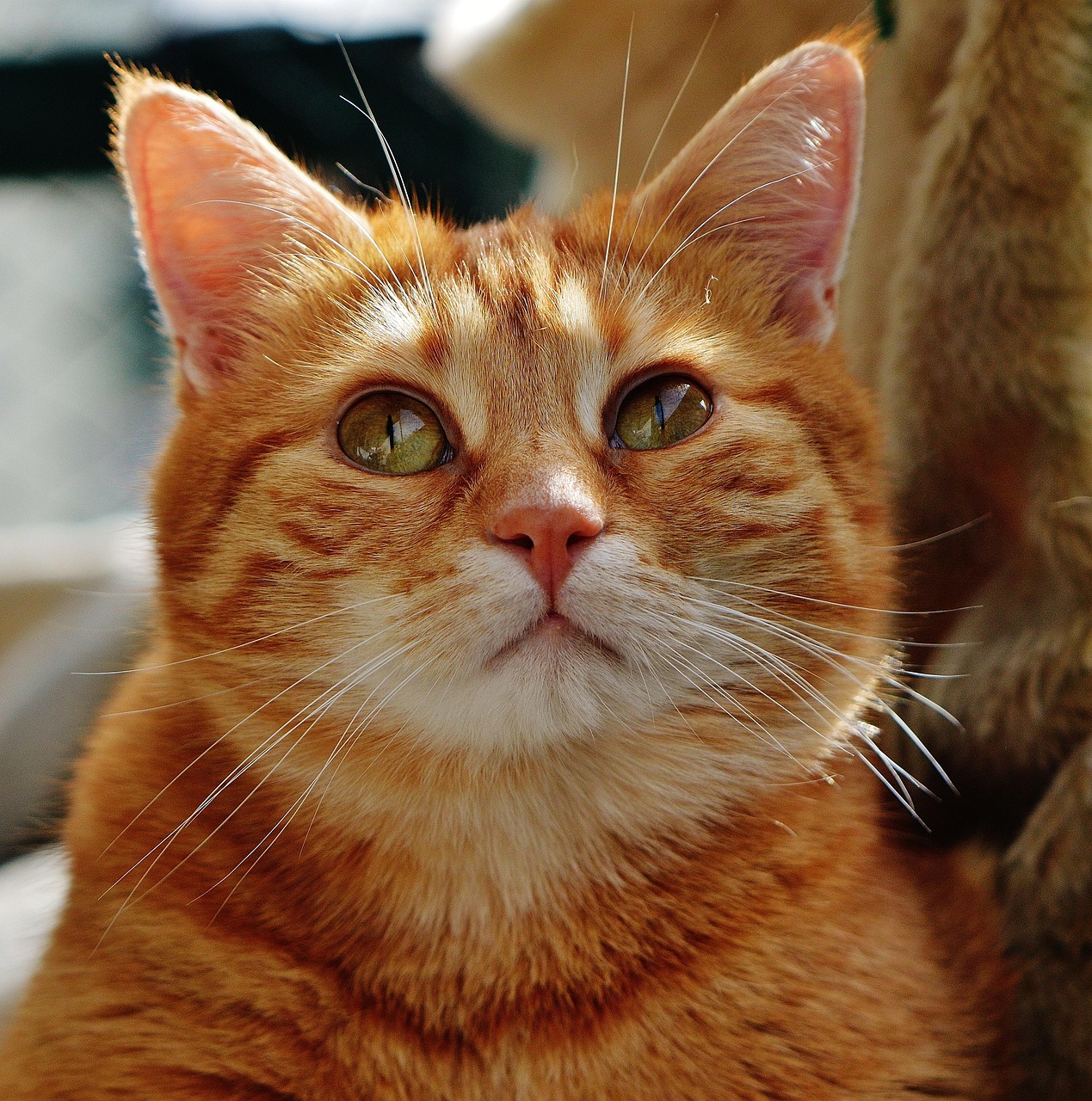 最新猫官网，探索猫咪世界的门户