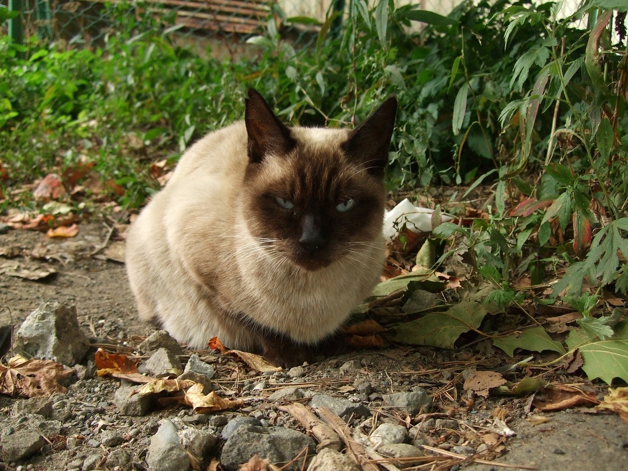 他和她的猫最新章节更新速递