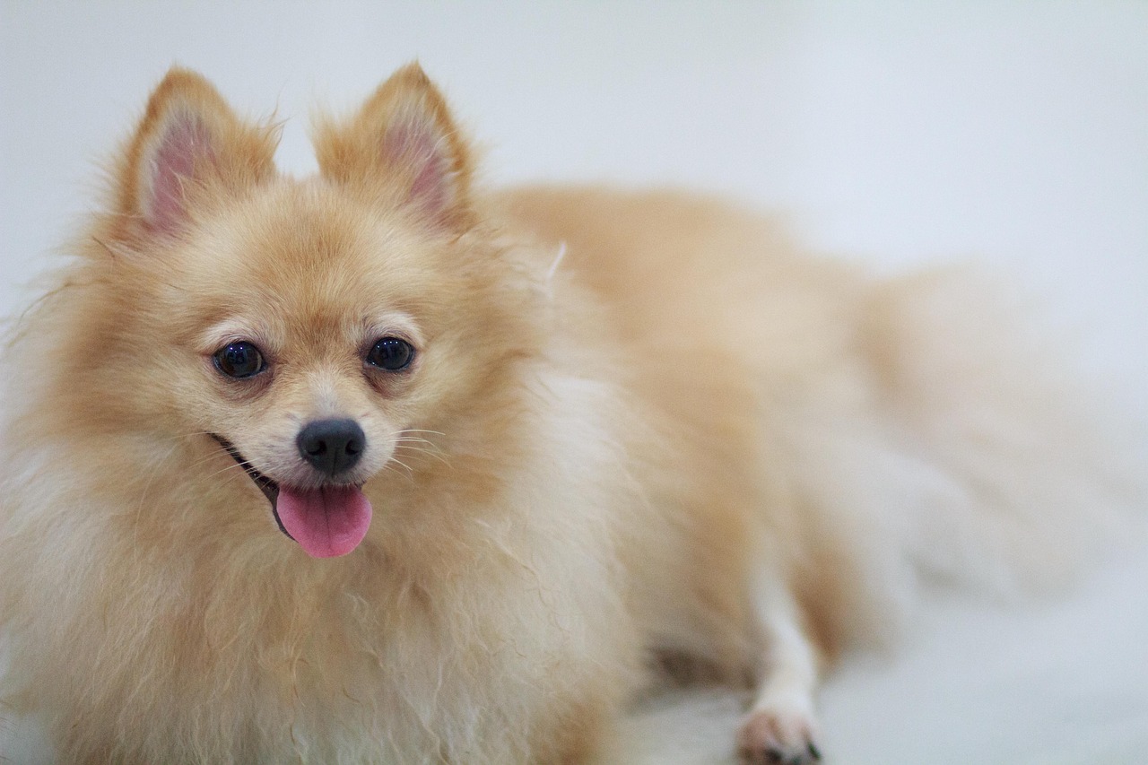 最新德国猎犬出售，品质、品种与选择的重要性