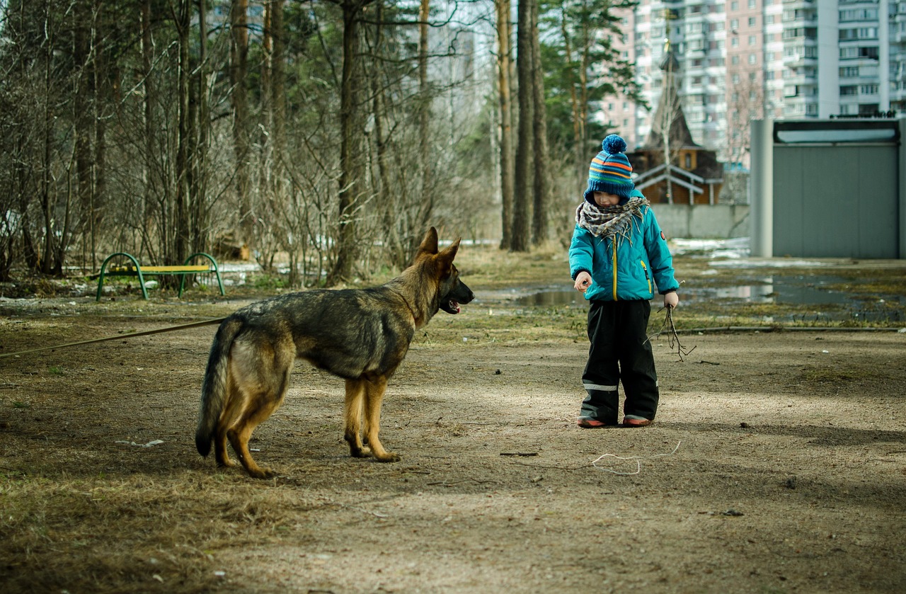 老人与狗，跨越时代的人犬情感传奇电影