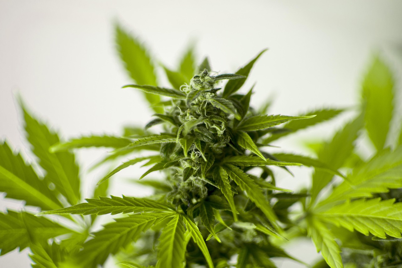 澳洲非法务工最新动态，挑战与应对策略