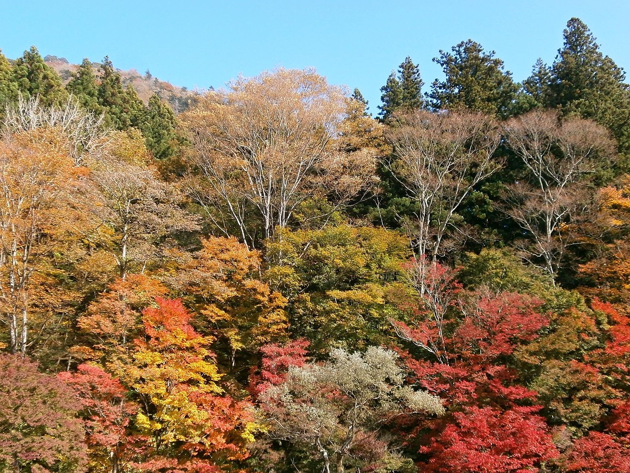 辰山植物园门票价格详解及攻略